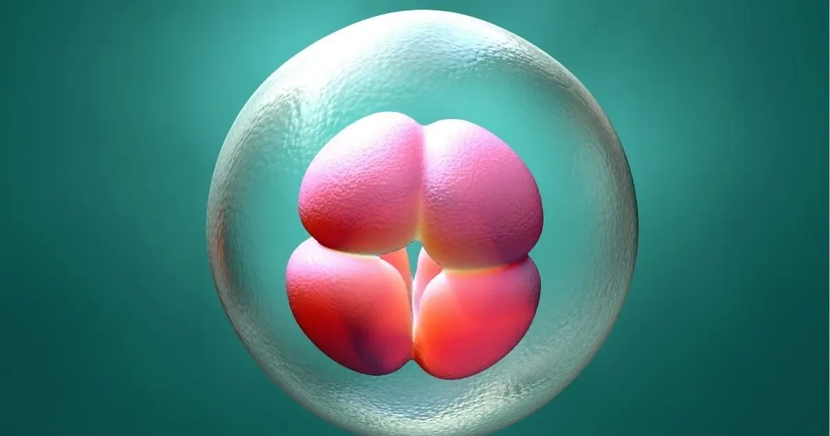 One Missing Gene Would Stop Human Embryos From Forming Properly, Study Finds