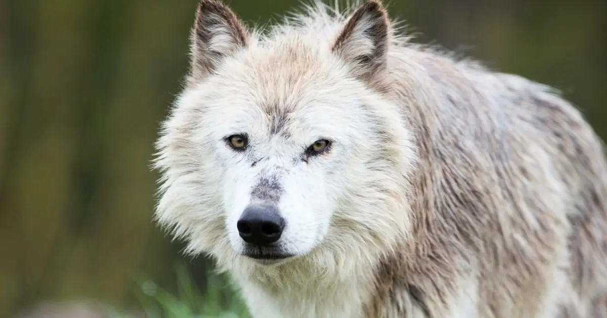 Yellowstone Wolves' Forest Revival Was Overstated, Scientists Say