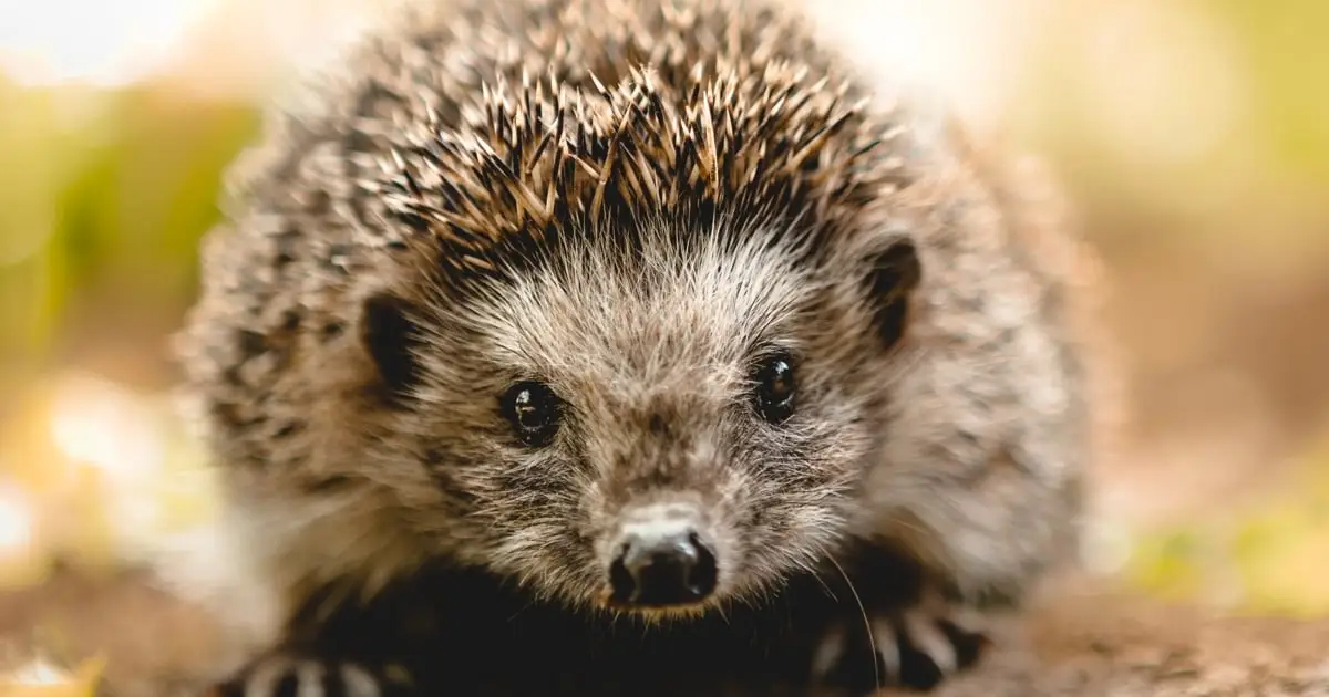 Scientists Found Microplastics in Hedgehogs, And The Explanation Is Disturbing