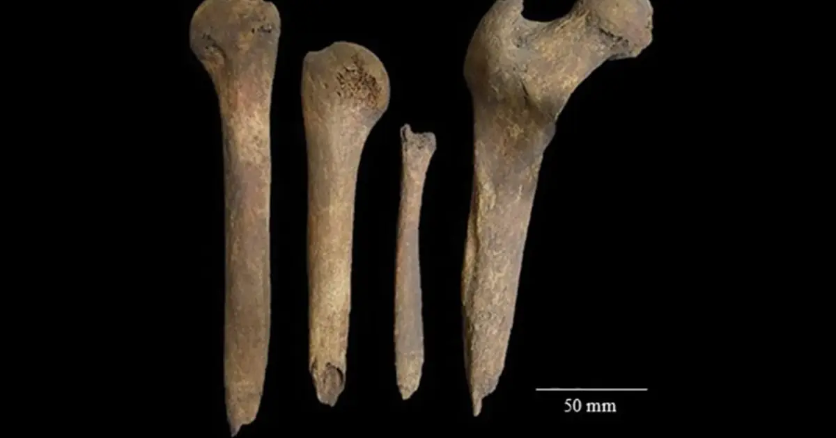Someone Who Died 2,000 Years Ago Had Their Bones Whittled Into Tools