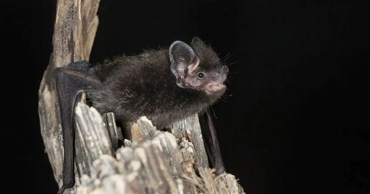 Ontario Child Dies From Rabies in First Locally Acquired Case Since 1967