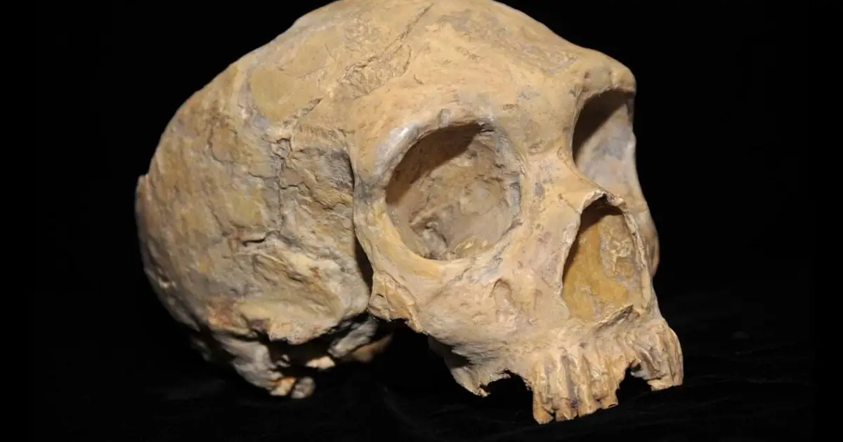 Ancient DNA Reveals a Genetic Surprise in The Last Neanderthals