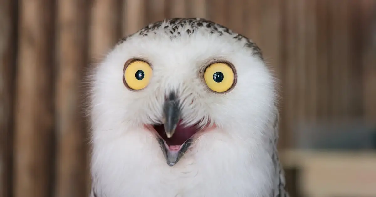 It Turns Out Birds Masturbate Too, And Evolution May Explain Why