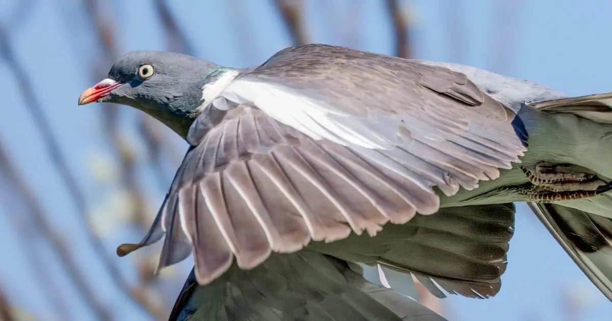 A Mysterious Quantum Compass May Be Hiding Inside Pigeons' Livers