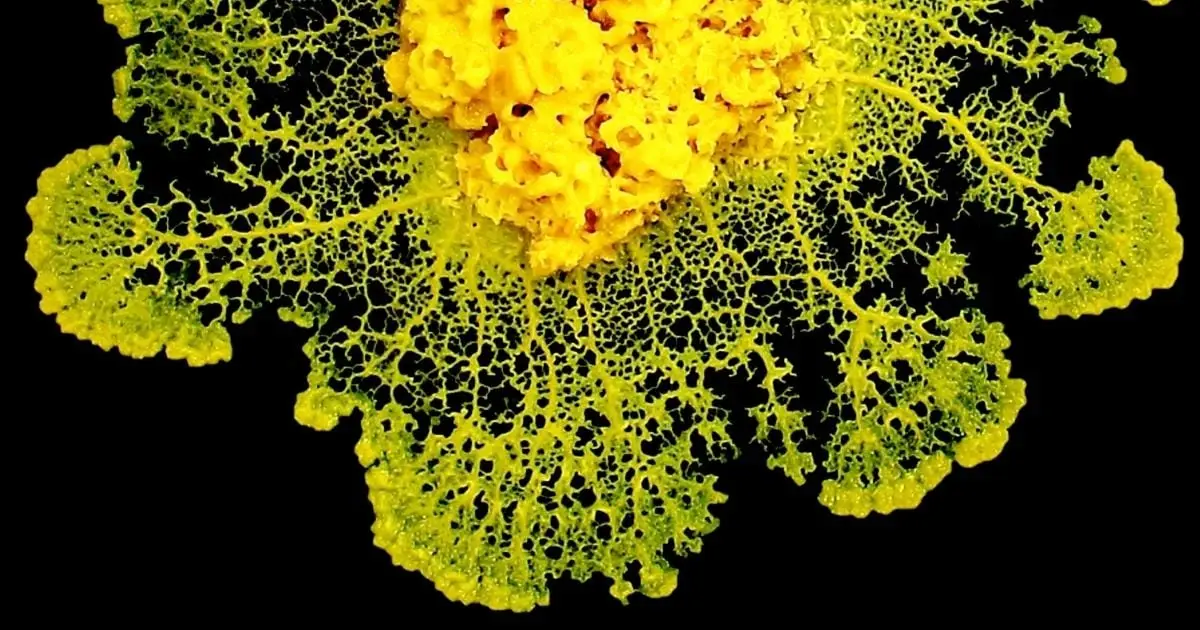 Physicists Discover How Slime Mold 'Makes Decisions' Without a Brain