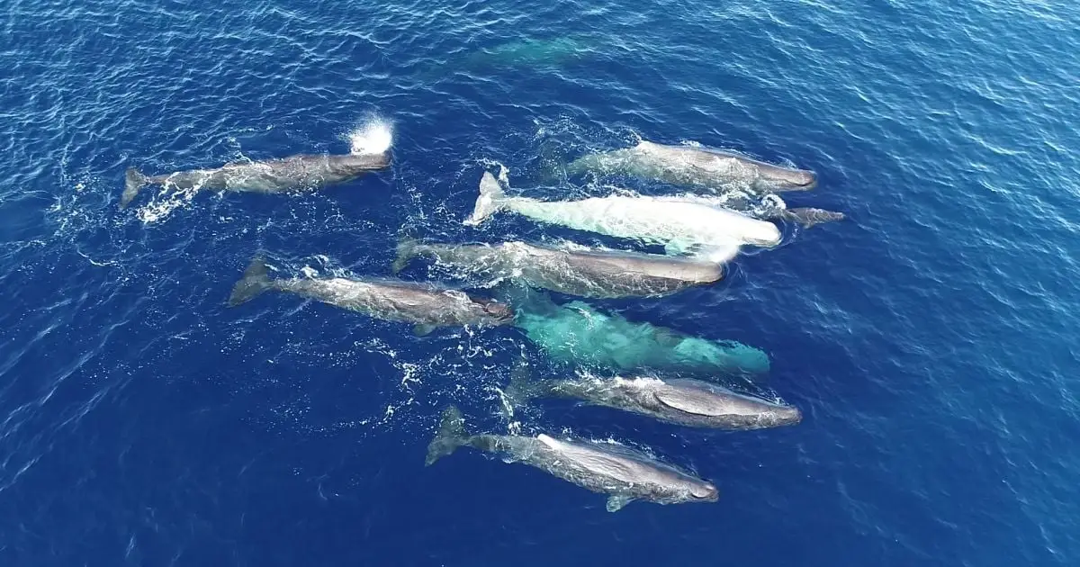 Whales Appear to Be Evolving a New Dialect in The Mediterranean Sea