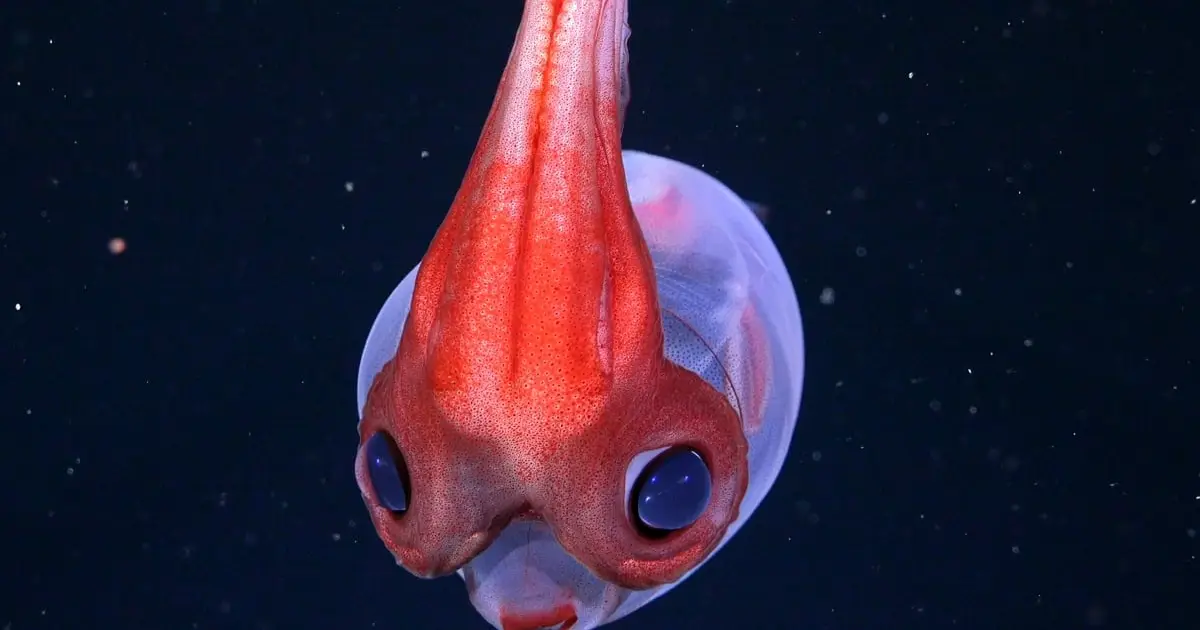 Hidden Coral World The Size of Vatican City Found Deep Beneath The Ocean
