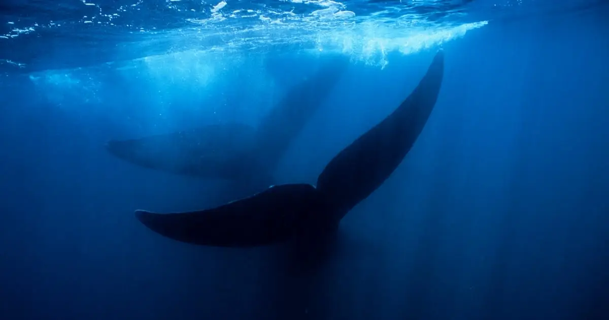 Giant Whale Graveyard Found in The Ocean Is Like a Drowned City of The Dead