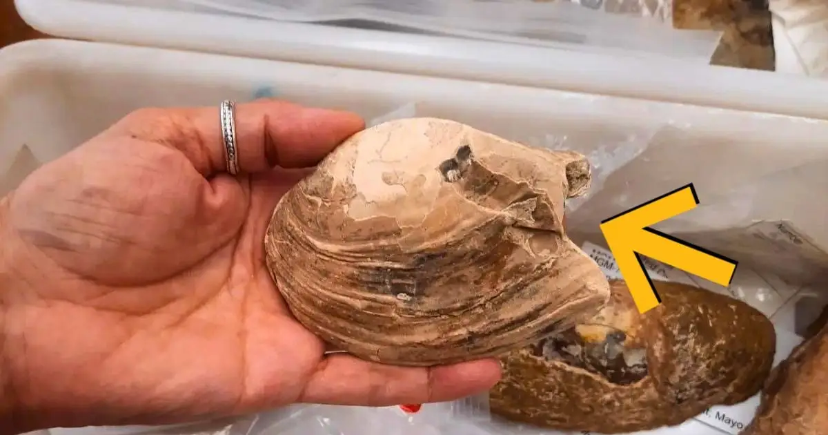Alien-Like Reproductive Strategy Found in 125-Million-Year-Old Fossil