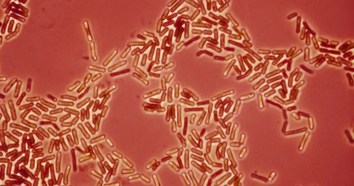 Drug-Resistant Bacteria May Be Jumping Between Pets And Humans, Scientists Warn
