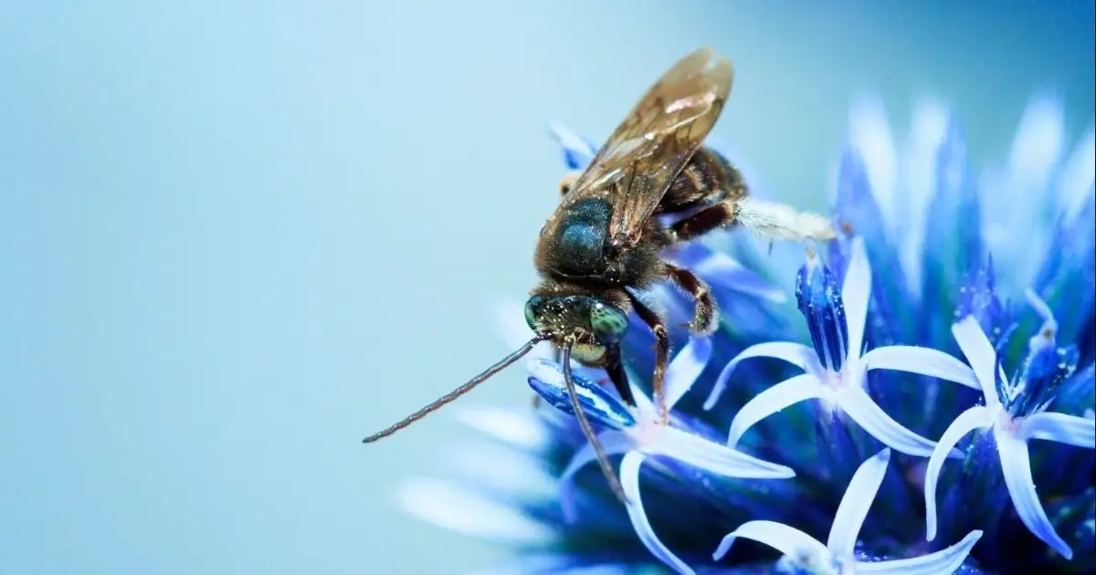 Scientists Think Bee Silk Could Be a Surprising New Supermaterial. Here's Why.