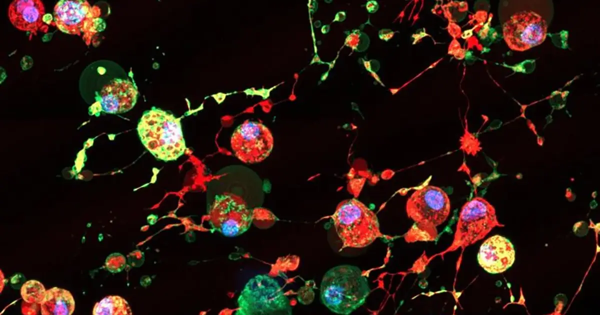 Newly Discovered 'Footprint of Death' May Help Viruses Spread