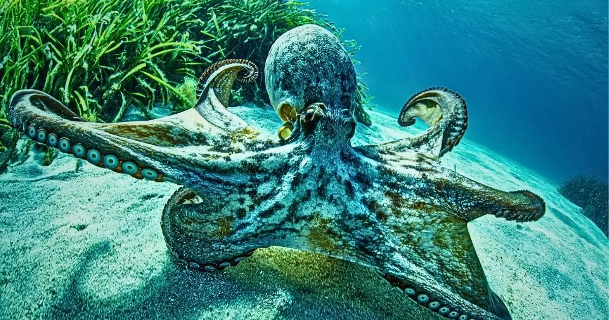 Octopus Brains Defy a Long-Held Rule About Why Animals Evolve Intelligence