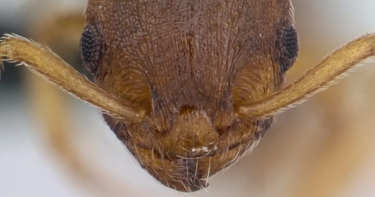 A Wild Parasite Makes Ants Live 10x Longer And Tricks Others Into Worshipping Them