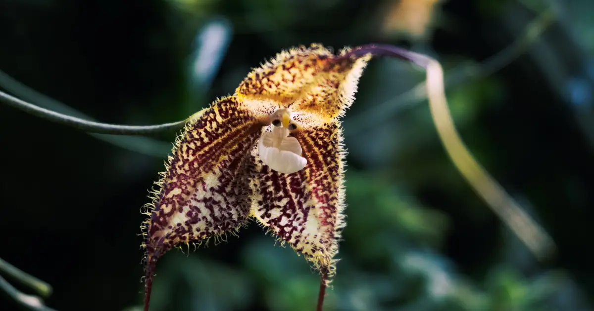 The 'Dracula' Orchid That Wildlife Traders Just Won't Leave Alone