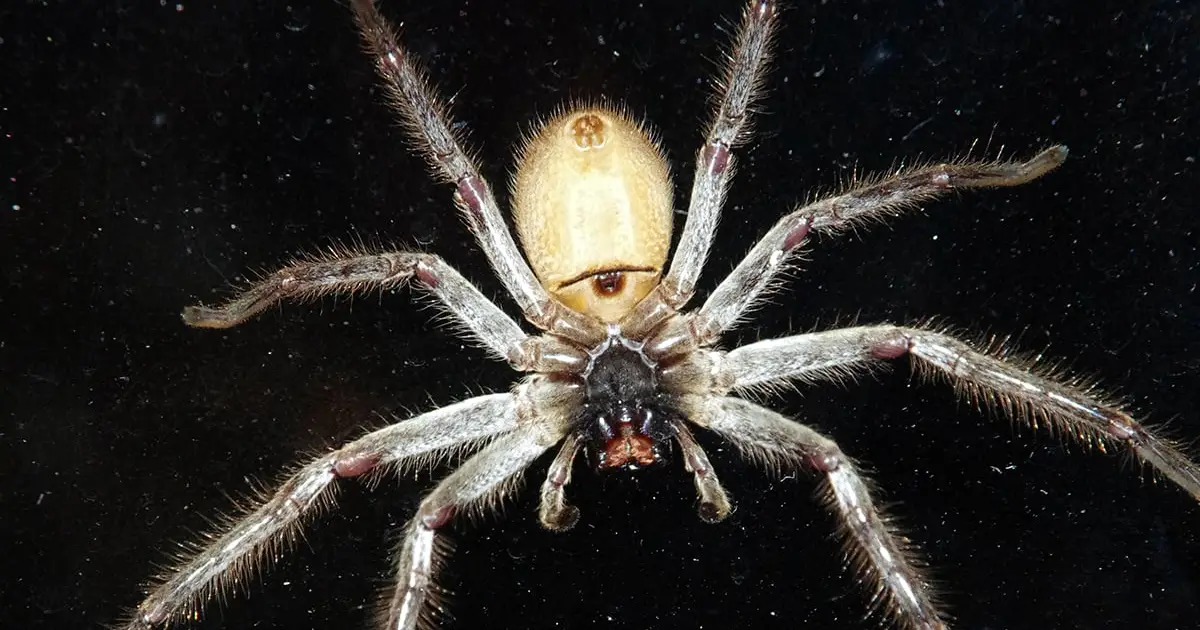 It's Official: This Is The World's Fastest Spider, And It Can Outrun a Human