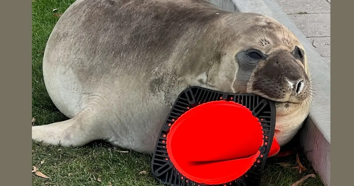 'Neil The Seal' Wreaks Havoc on an Australian City, And The Footage Is Everything