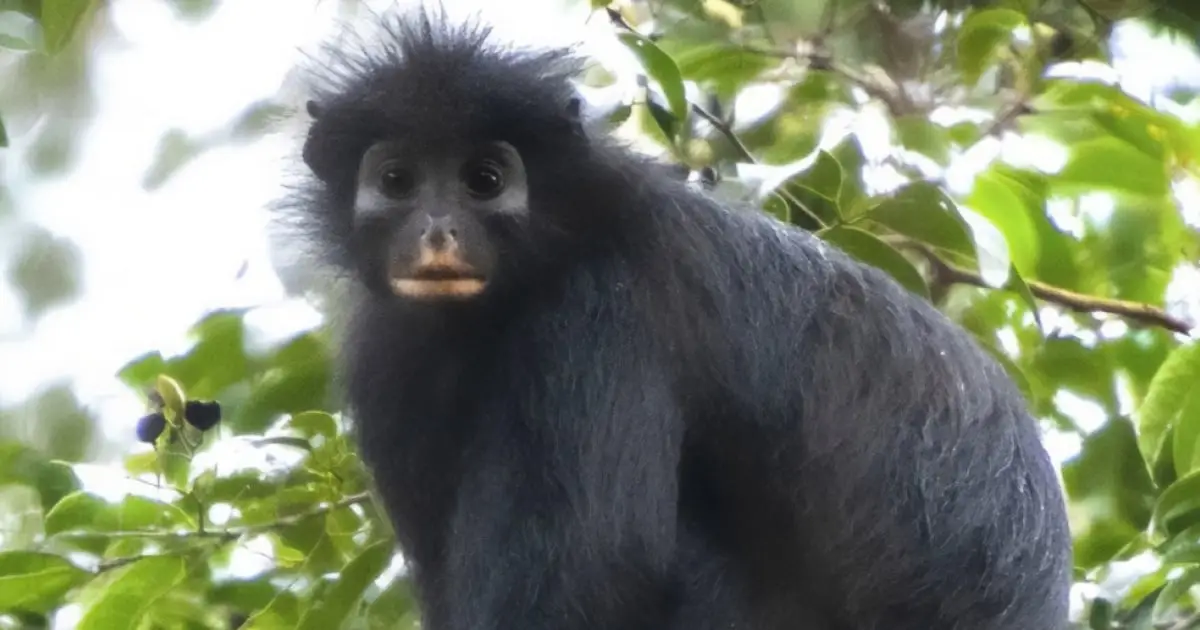 An Entirely New Monkey Species Has Been Hiding in The Congo Rainforest