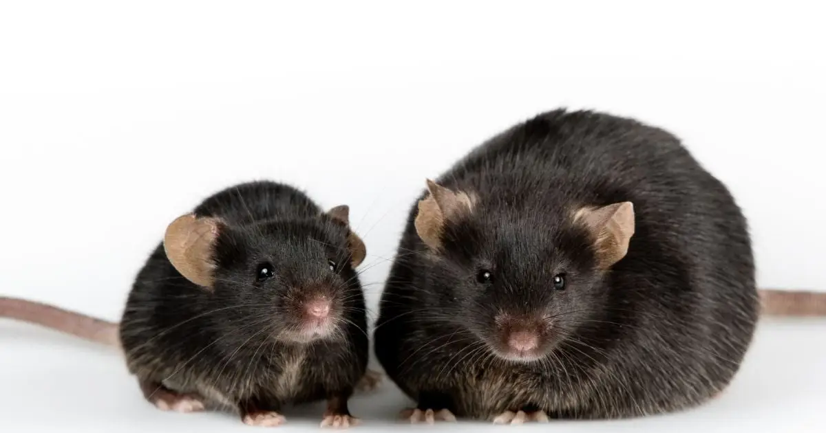 One Diet Helped Aging Mice Lose Fat While Preserving Muscle