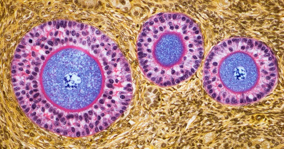 Ovaries Appear to Develop an Incredible Second Role After Menopause