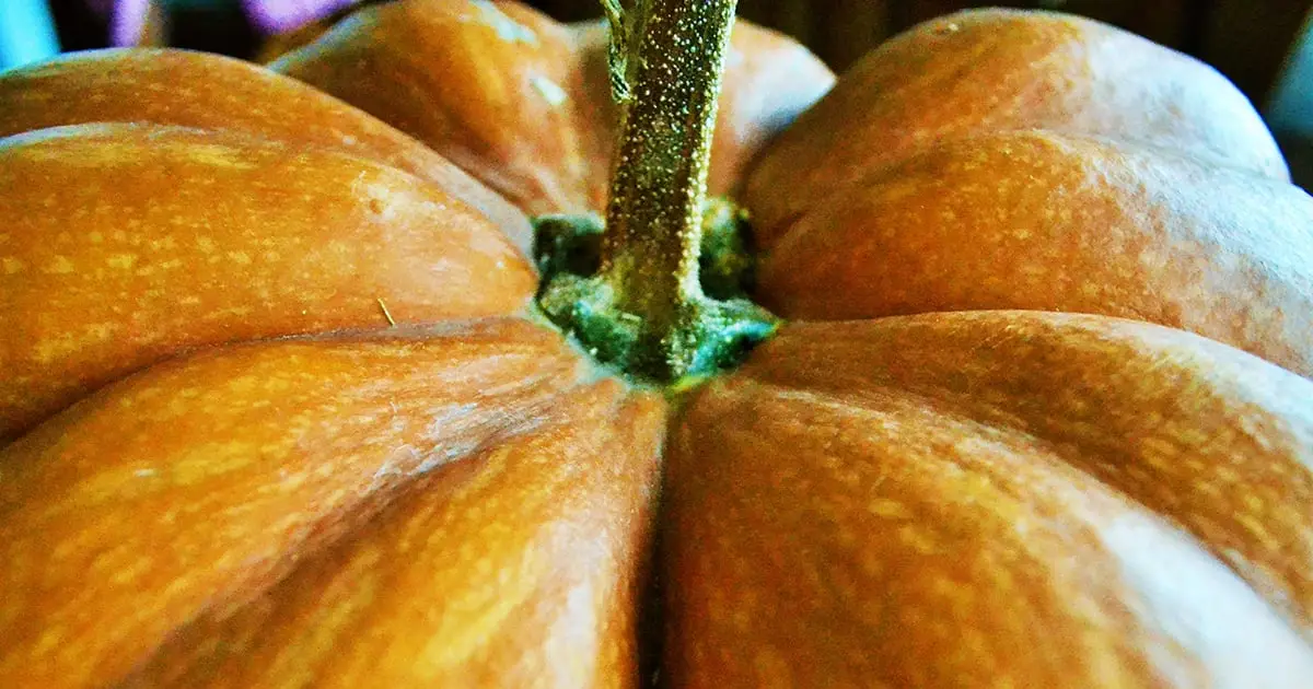 Pumpkin Peel Offers an Incredible New Way to Keep Food Fresh, Study Shows