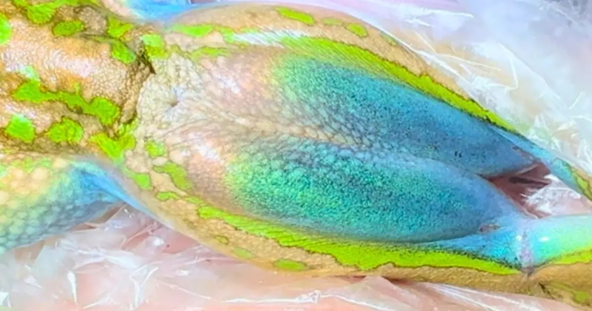 Endangered Australian Frog Discovered to Shimmer Like an Opal