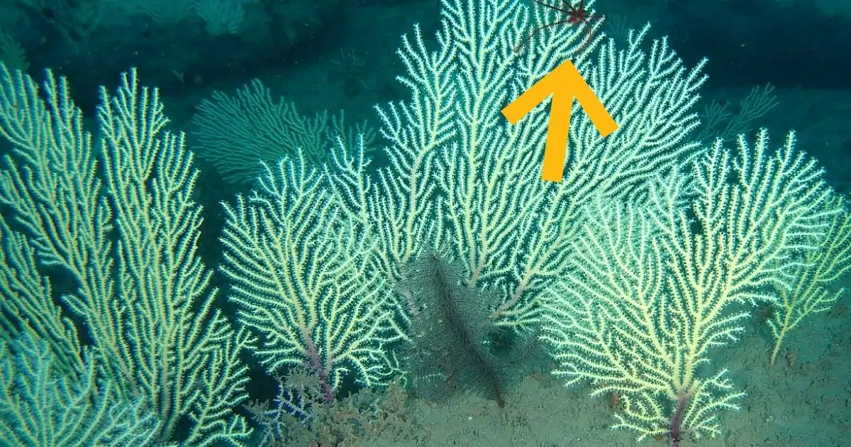 Coral Reefs Presumed Dead Have Been Found Teeming With Life