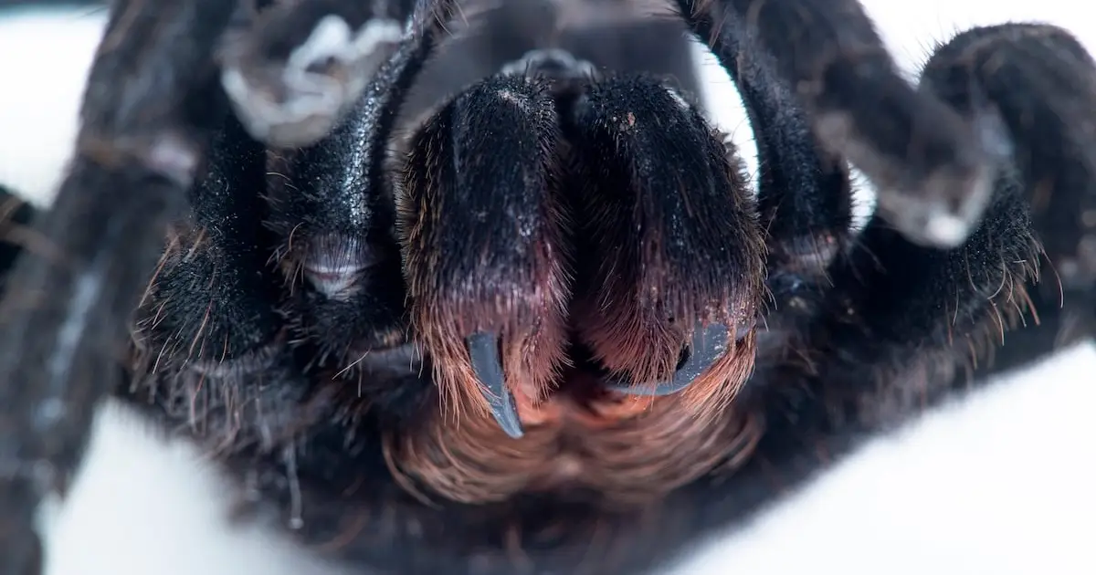 Earliest Evidence of Spider Fangs Discovered in Half-Billion-Year-Old Fossils