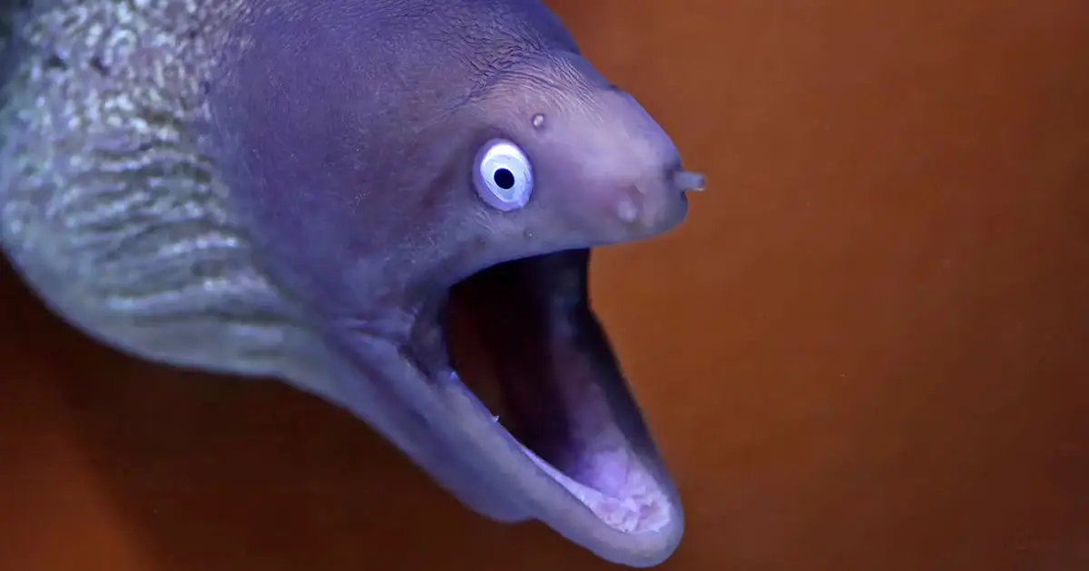 A Patient With a Perforated Bowel Shows Why Eels Shouldn't Be Anywhere Near Your Butt