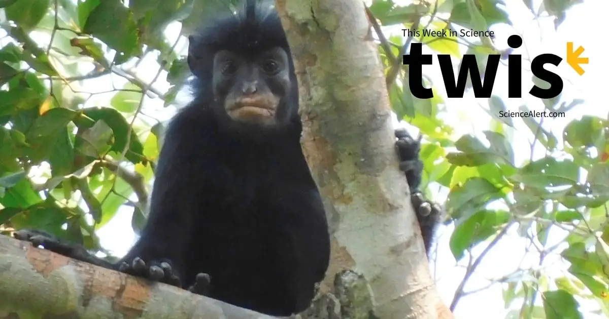 This Week in Science: Tiny T. Rexes, a New Monkey Species, And More!