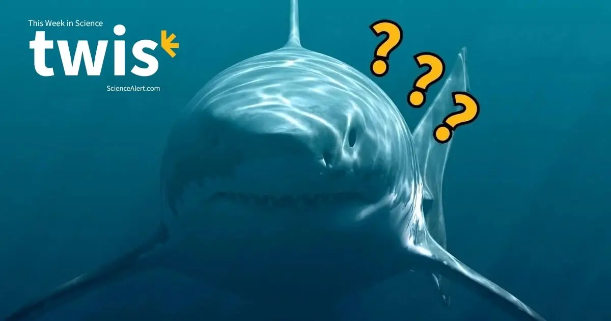 This Week in Science: Neil The Seal, Mega Megalodon, And More!