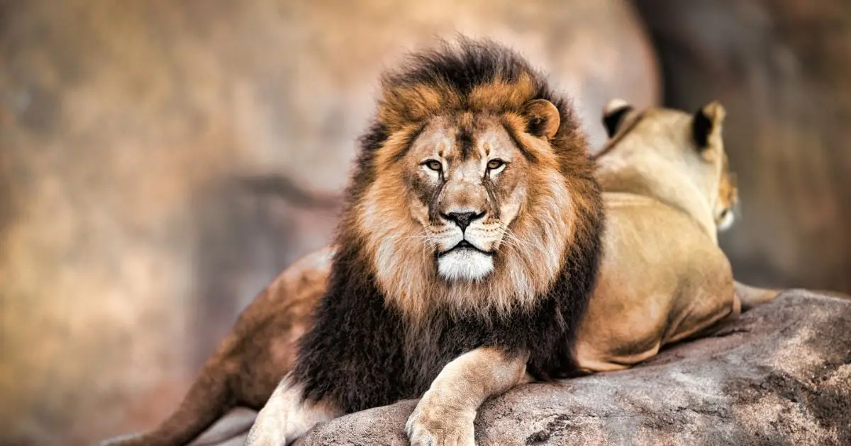 One Super Predator in Africa Instills More Fear Than Lions