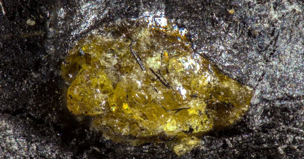 World's Oldest Amber Comes From a World 150 Million Years Before Dinosaurs