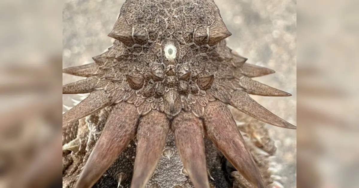 The Strange Origin of The Human Eye May Trace Back to a 600-Million-Year-Old 'Cyclops'