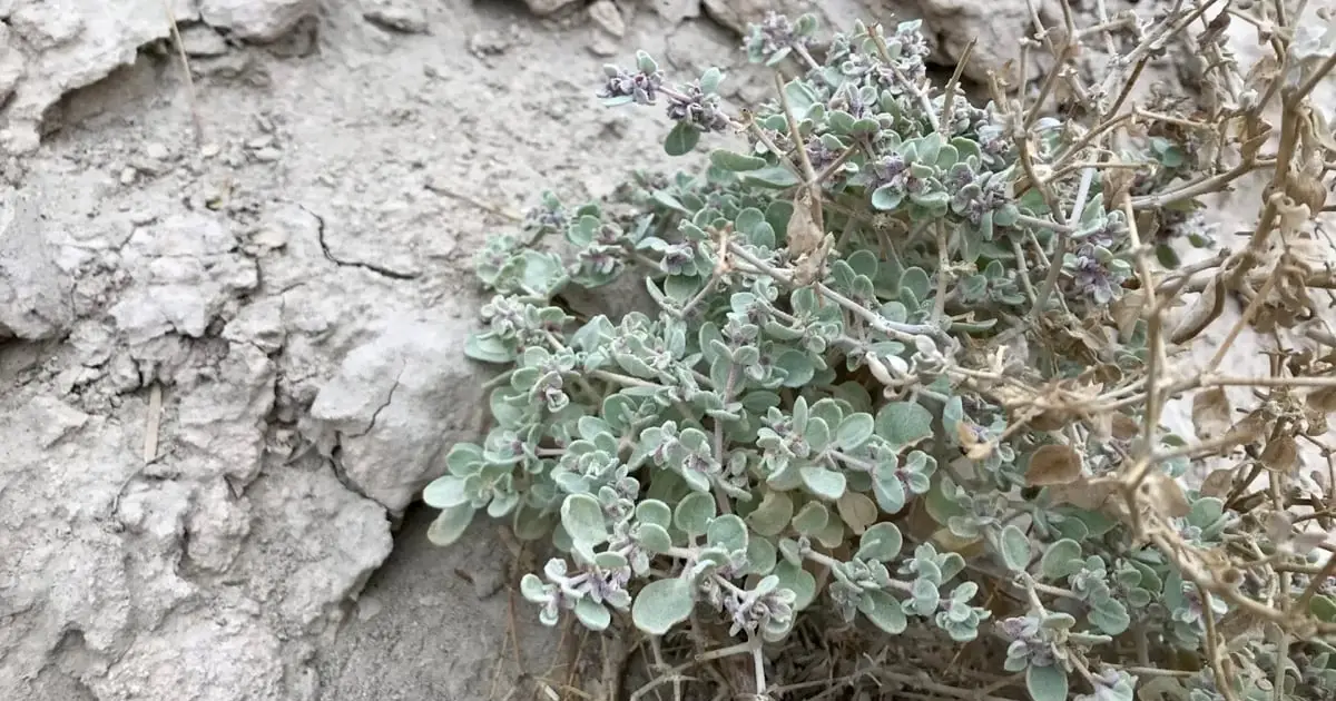 This Desert Plant in Death Valley Can Air-Condition Its Own Leaves