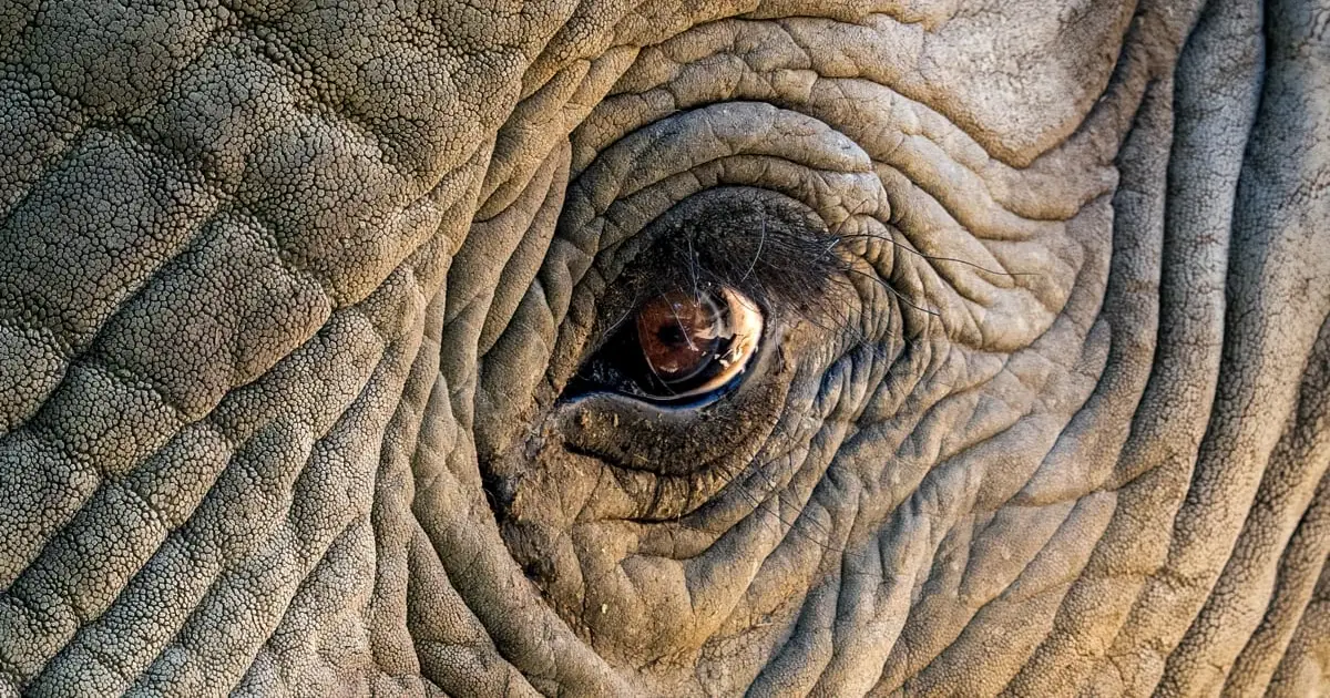 A 'War' Between Elephants And Humans Is Brewing in Southern Africa
