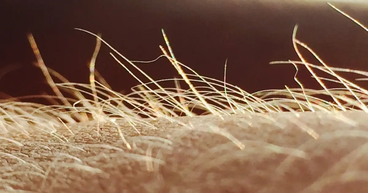 Itching May Have Its Own Sensory Organ