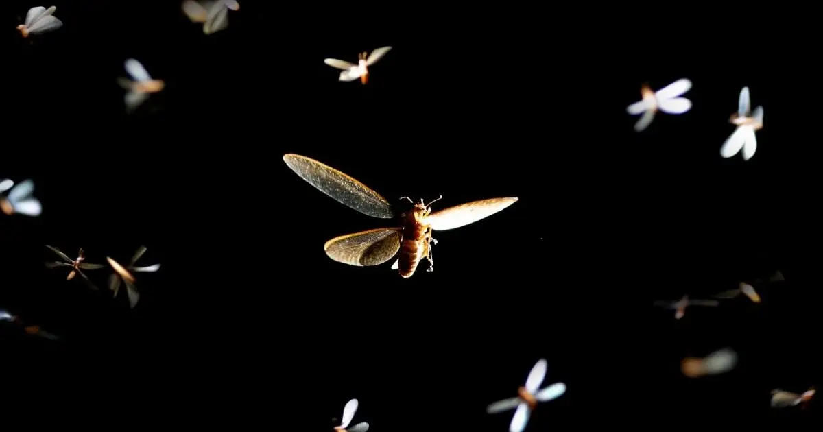 A Simple Lighting Swap Could Save Millions of Insects