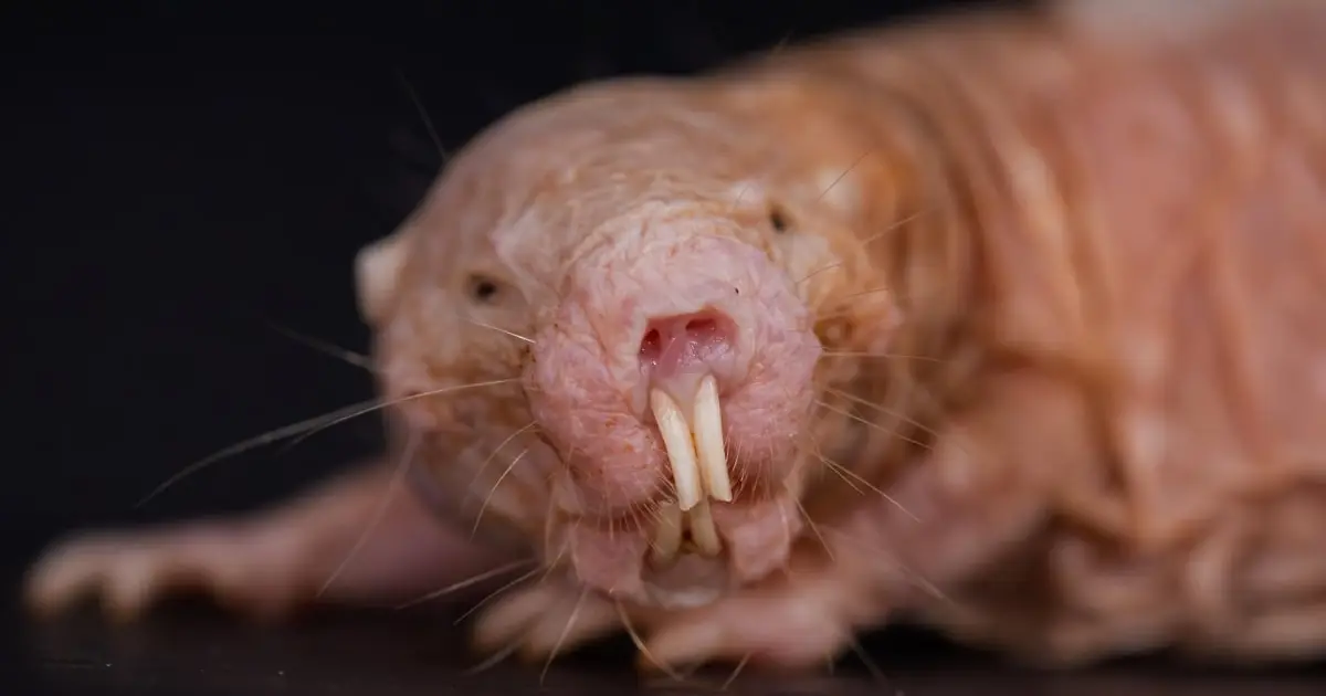 Naked Mole-Rats Just Got Even Wackier; Turns Out The Queen Keeps Her Colony Infertile Through Scent