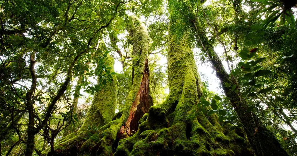 Moss Is Generating Electrical Waves That Look Startlingly Like a Neural Network