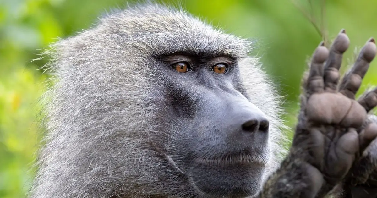 Monkeys Have Geometric Skills On Par With Human Preschoolers, Study Suggests