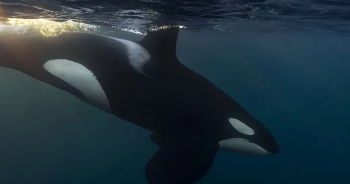 There's One Creature of The Deep That Can Scare Even Orcas Away