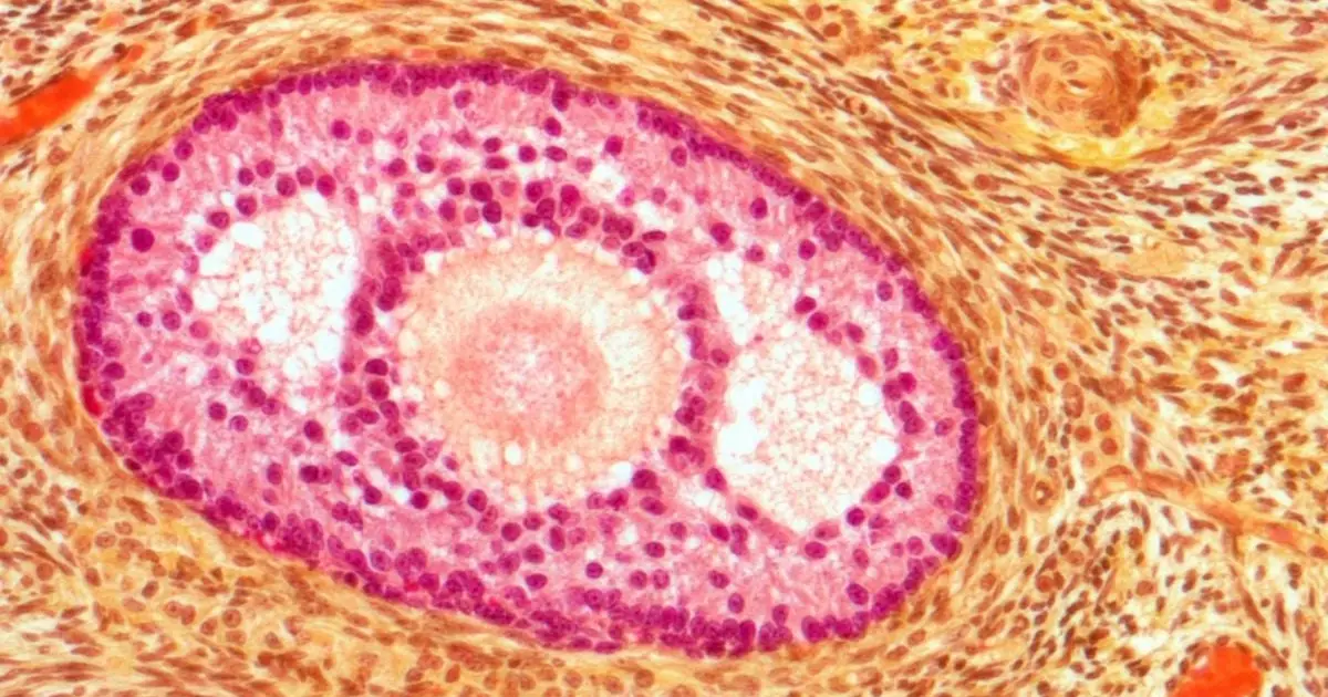 Blocking One Protein Kept Aging Ovaries 'Soft' in Mice, Extending Fertility