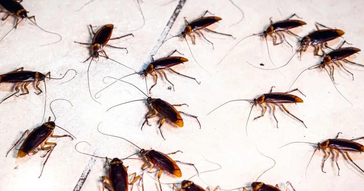 Cockroaches Have a 'Collective Memory' That Emerges From Their Social Networks