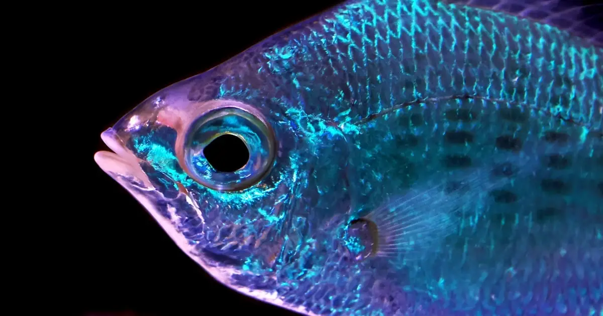 Fish Skin Doesn't Just Reflect Light – It Might Actually Sense It