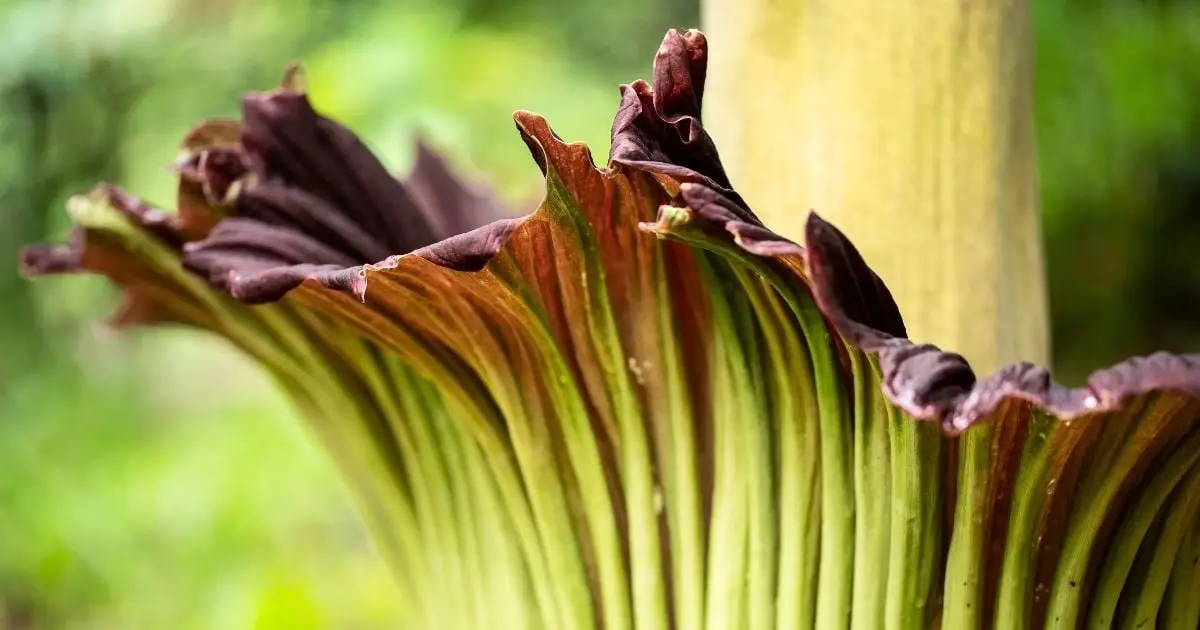Scientists Studying Earth's Flowering Plants Issue a Stark Warning to Humanity