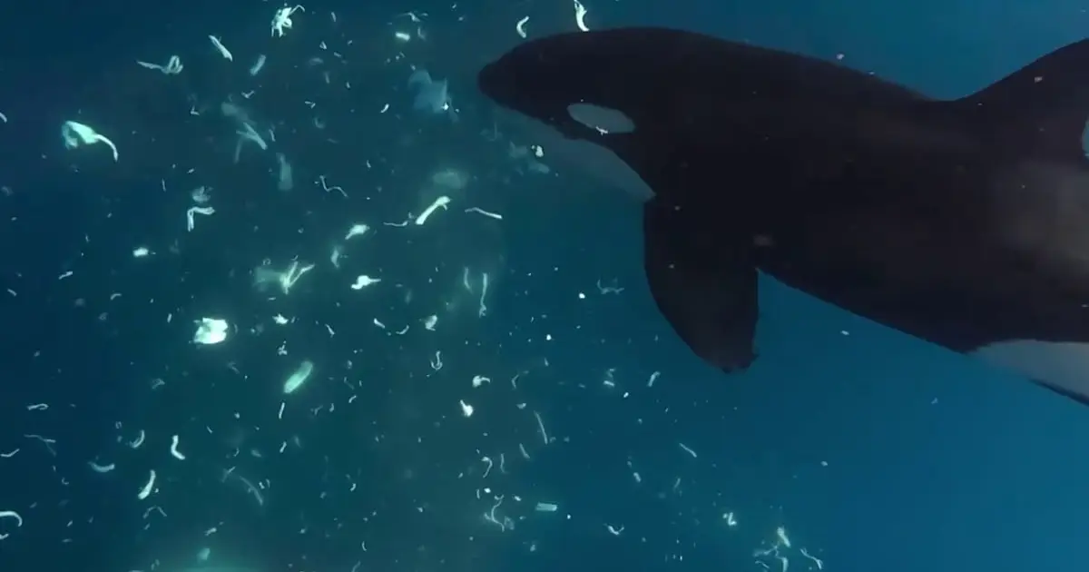 Orcas Keep Punching Giant Sunfish to Smithereens, And Scientists Are Mesmerized