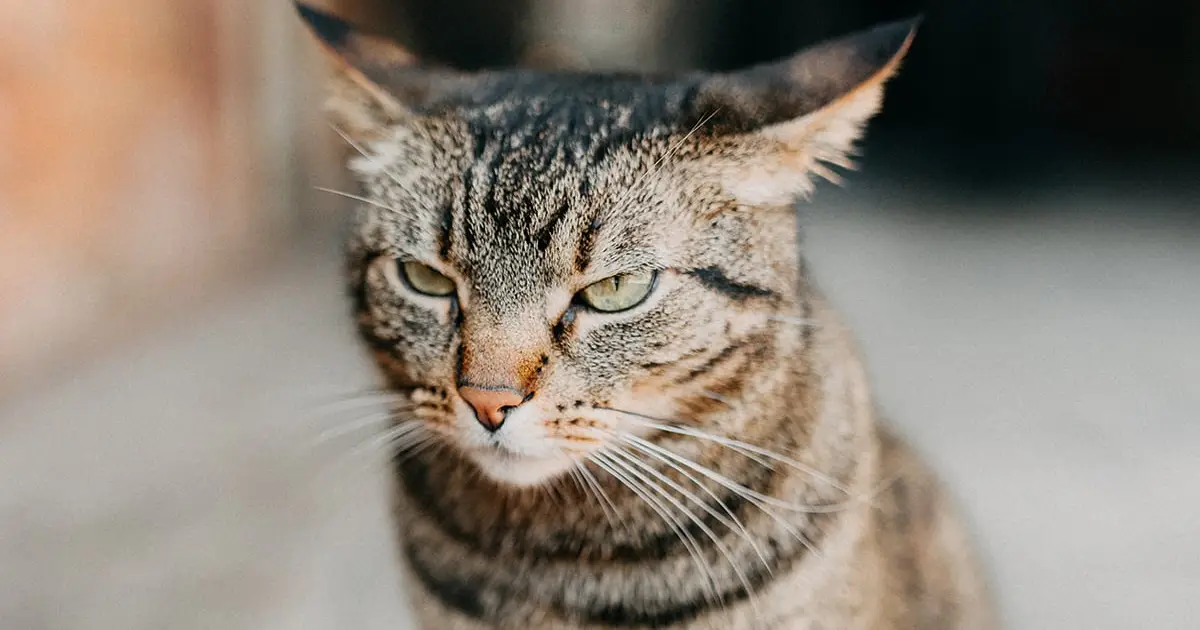 We're Not Taking Harmful Cat Behaviors on The Internet Seriously Enough, Researchers Warn