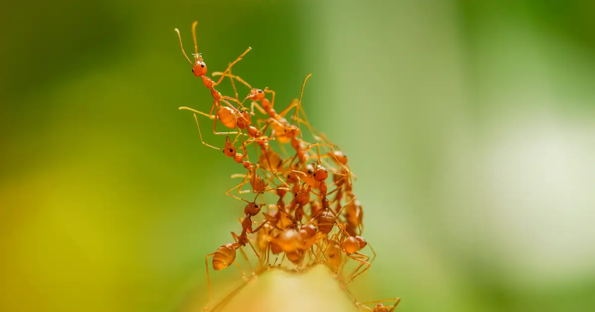 Ant Colonies Pulse Like a Physical System, And Scientists Are Beginning to Understand What Triggers Them