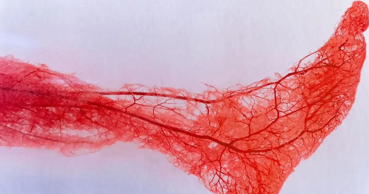 Your Body Has a 'Second Heart', And It's Crucial You Keep It Pumping